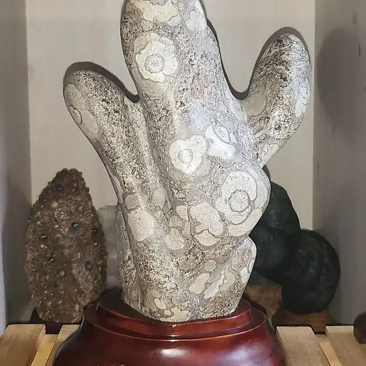 [BUNJANG] Camellia Pattern Cheongsong Flower Stone (Suseok) / 선인장 형태 동백문양 청송꽃돌 수석