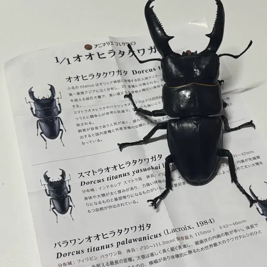 [BUNJANG] Giant Stag Beetle Figure Gacha / 일본가챠 생물가챠 왕넓적사슴벌레 피규어 가챠