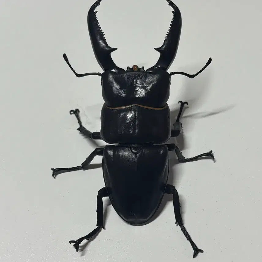 [BUNJANG] Giant Stag Beetle Figure Gacha / 일본가챠 생물가챠 왕넓적사슴벌레 피규어 가챠