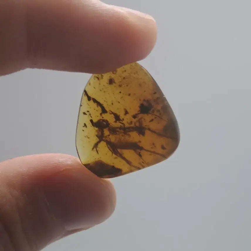 [BUNJANG] Burmese Cricket Amber Fossil / 중대형 귀뚜라미 내포 호박 화석
