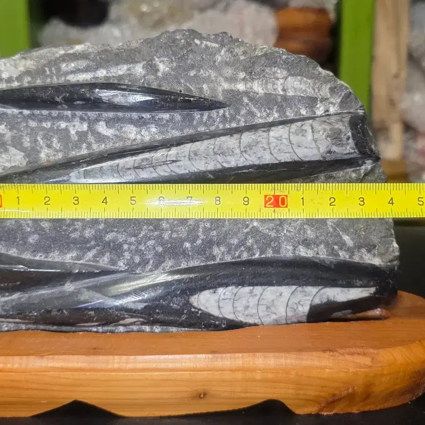 [BUNJANG] Orthoceras Fossil / 오소세라스(앵무조개)화석