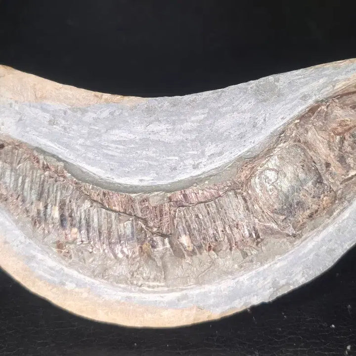 [BUNJANG] Bony Fish Fossil / 경골어류화석