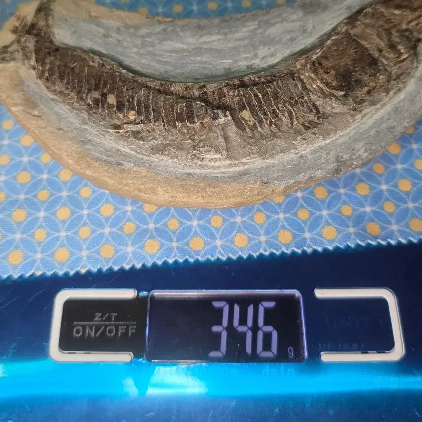 [BUNJANG] Bony Fish Fossil / 경골어류화석
