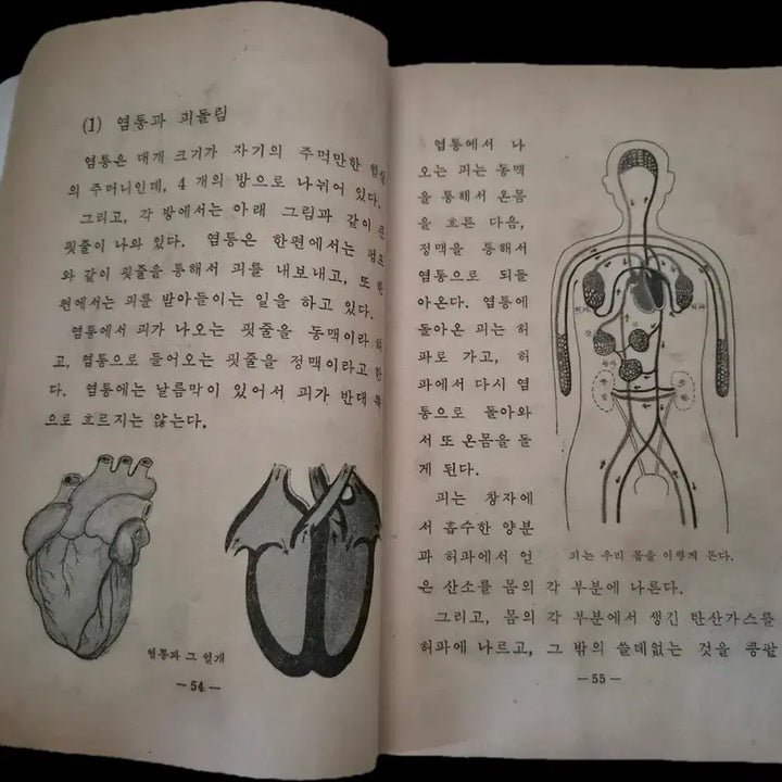 [BUNJANG] UNKRA 5060 Textbook Natural Science 6-1 (1960 Print) / 운크라 5060 옛날 교과서 교과서 자연 6-1 1960년 인쇄