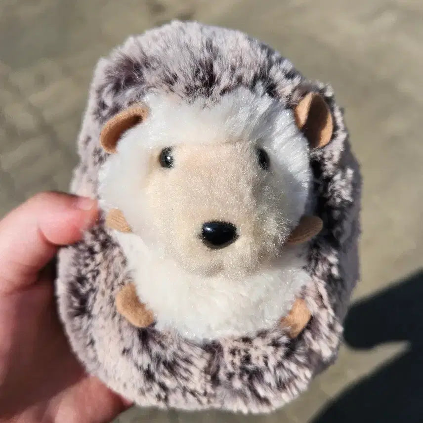 [BUNJANG] Douglas Hedgehog Plush / 더글라스Douglas 고슴도치 인형