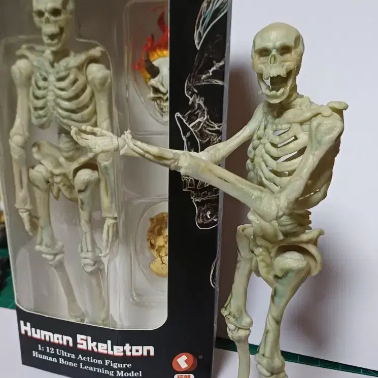 [BUNJANG] Techlogy Class Human Skeleton 1/12 Scale Action Figure / 1/12 스켈레톤 액션 피규어 팔아요