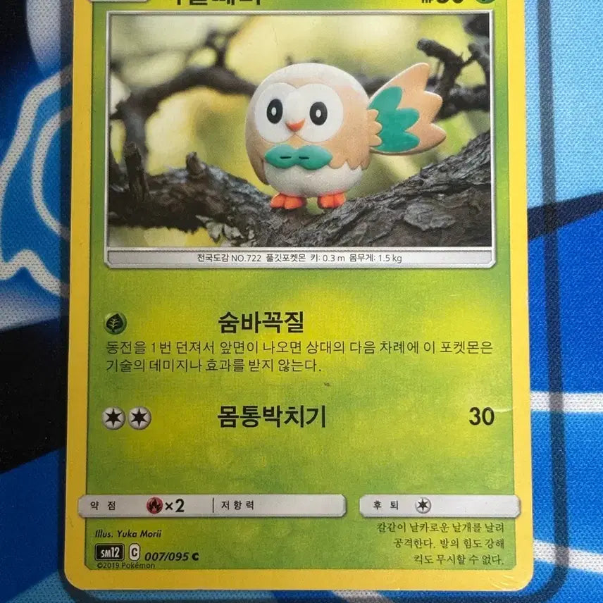 [BUNJANG] Pokemon Card Fletchling Realistic Illustration / [귀여운 포켓몬카드] 나몰빼미 실물 일러