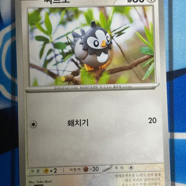 [BUNJANG] Pokemon TCG Fletchling Illustration Card / [귀여운 포켓몬카드] 찌르꼬 실물 일러