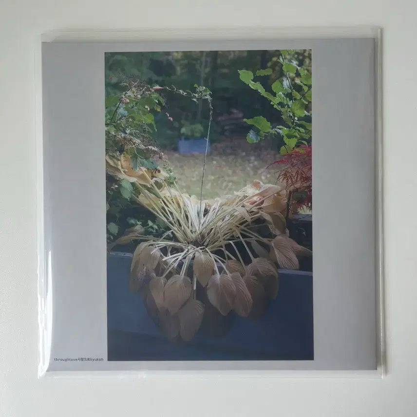 [BUNJANG] Hyukoh Love, Love, Love LP / 혁오 사랑으로 LP