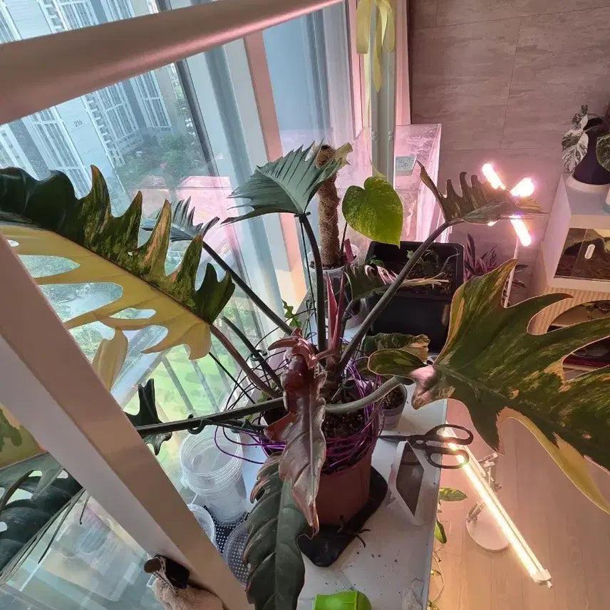 [BUNJANG] Philodendron Caramel Marble - Large Specimen, Separable Offsets (Premium S-Grade Variegation) / 필라덴드론 카라멜마블 중대품 촉 분리가능(특급S무늬)