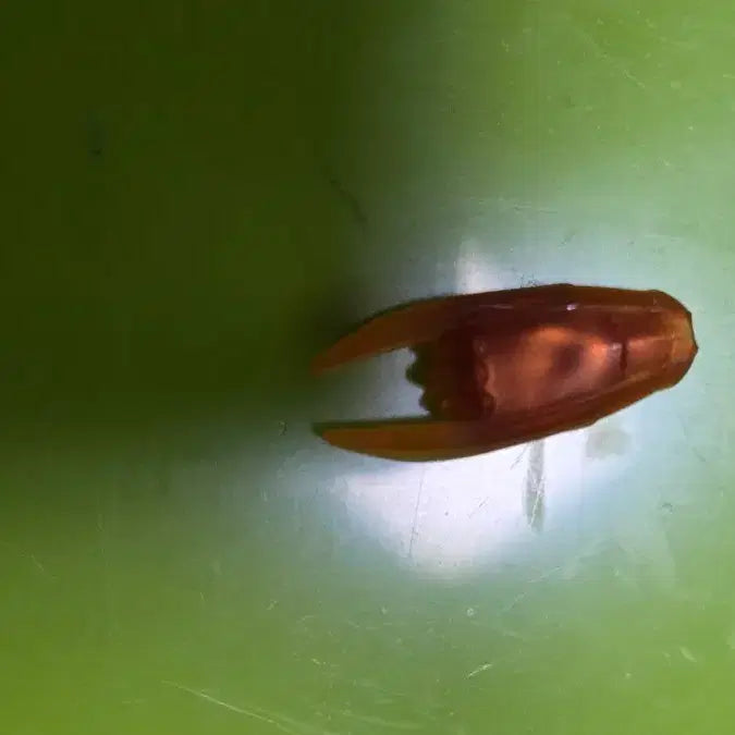 [BUNJANG] LEGO Ninjago Timeblades / 레고 닌자고 타임블레이드