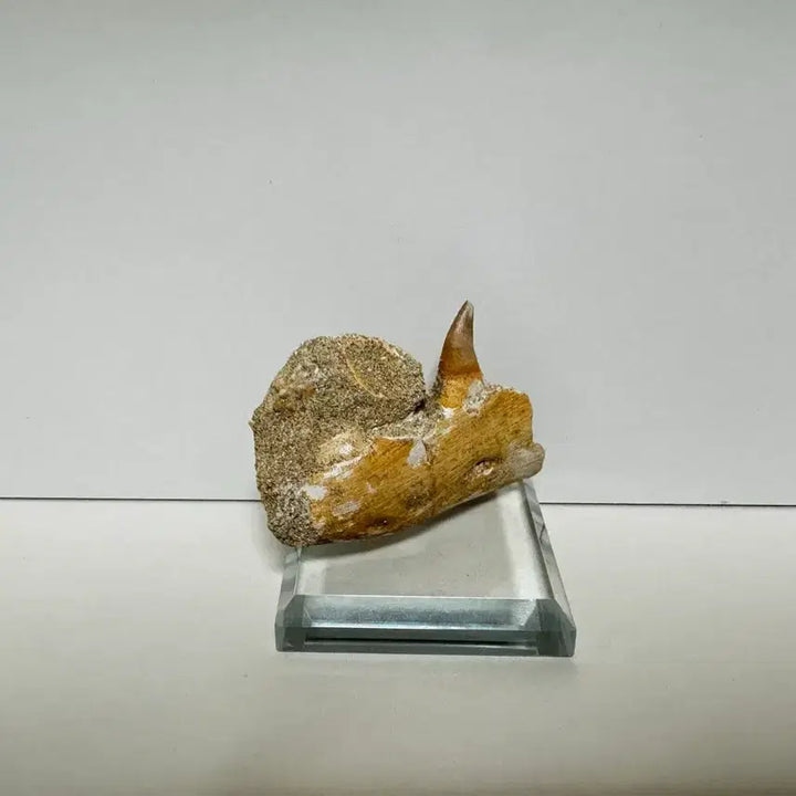 [BUNJANG] Halszkaraptor Jawbone Fossil / 할리사우루스 턱뼈 화석 판매합니다.