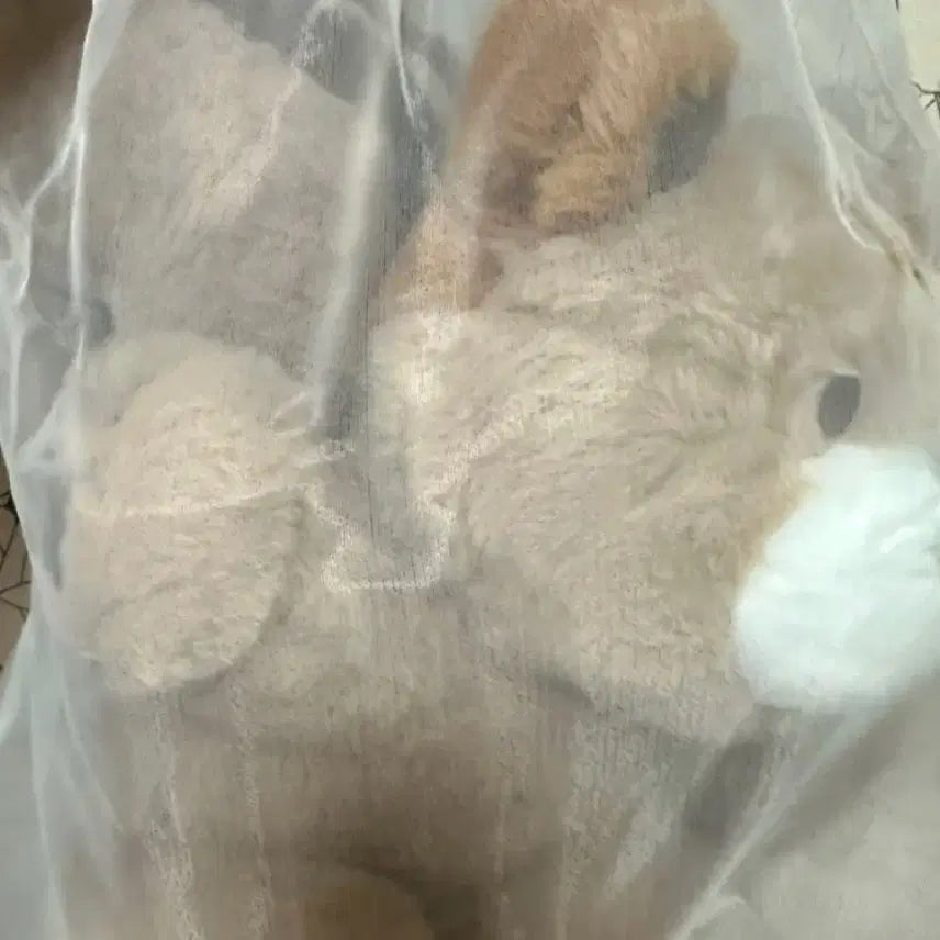 [BUNJANG] Pokori Friends Standard Plush Doll Pokori / 포코리프렌즈 스탠다드인형