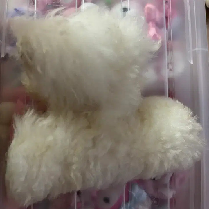 [BUNJANG] Llama Plush Doll / 라마인형