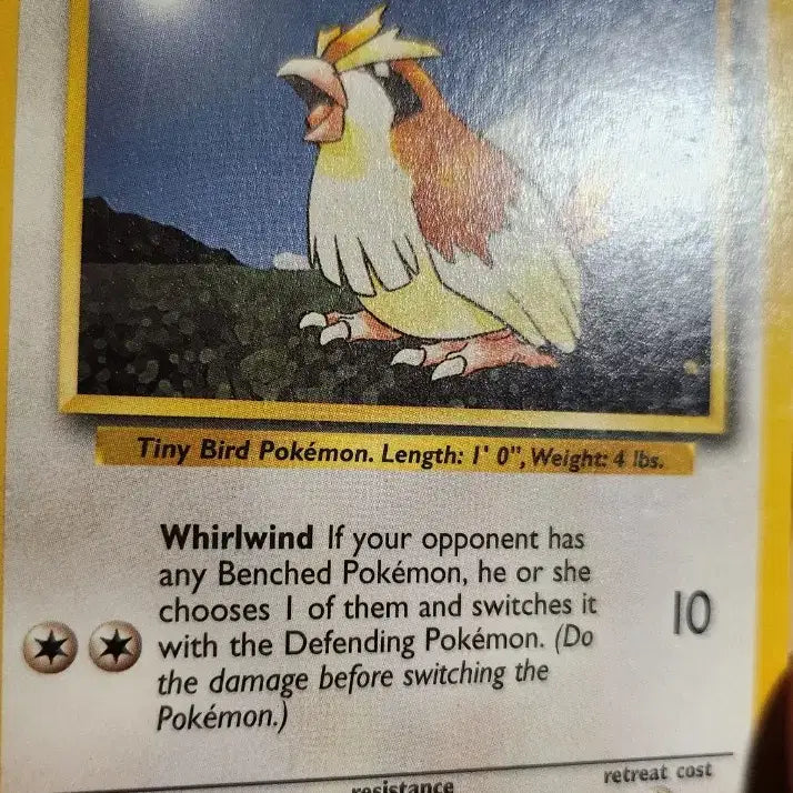 [BUNJANG] Pokemon TCG Base Set Pidgey English Version / 포켓몬 카드 구구  베이스 영문판