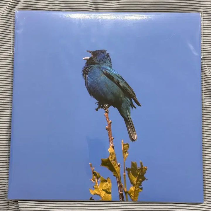 [BUNJANG] Yoon Ji Young Blue Bird LP Vinyl (Sealed) / 윤지영 blue bird lp 미개봉 엘피 바이닐 vinyl