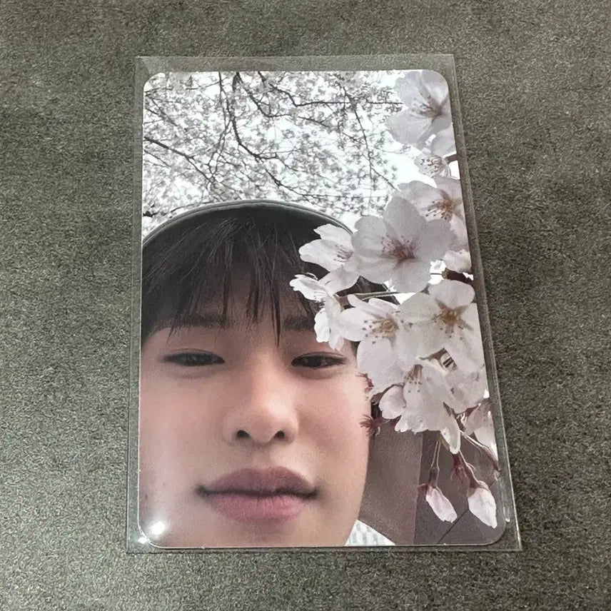 [BUNJANG] RIIZE SOHEE Photobook A Cherry Blossom Photocard / 라이즈 dyd 소희 포토북 A 벚꽃 포카 양도