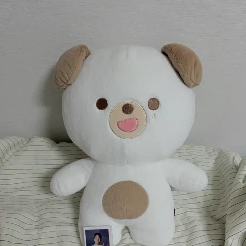[BUNJANG] SEVENTEEN Giant Petit Mulz Money Photocard / 원가이하) 자이언트 쁘띠멀즈 돈