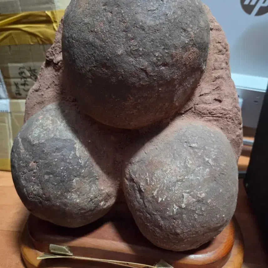 [BUNJANG] Genuine Dinosaur Egg Fossil with Display Stand / 공룡알 화석