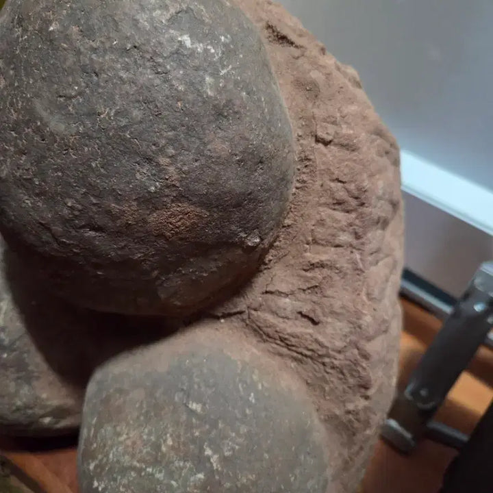 [BUNJANG] Genuine Dinosaur Egg Fossil with Display Stand / 공룡알 화석