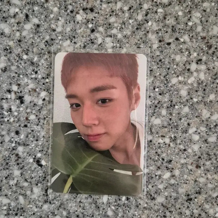 [BUNJANG] Park Ji Hoon Music Bank Live Studio Photocard Bodyelse / 박지훈 뮤뱅 공방 포카 판매 바디엘스