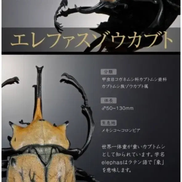 [BUNJANG] Bandai Bio-Attack Advance Elephant Beetle Elephas (4) Sealed / 생물대도감 어드밴스 장수풍뎅이 4번 엘레파스 코끼리 장수풍뎅이