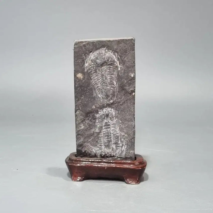 [BUNJANG] Paleozoic Trilobite Fossil with Wooden Display Stand / 고생대 삼엽충 화석 (전시용 원목 받침대 포함)