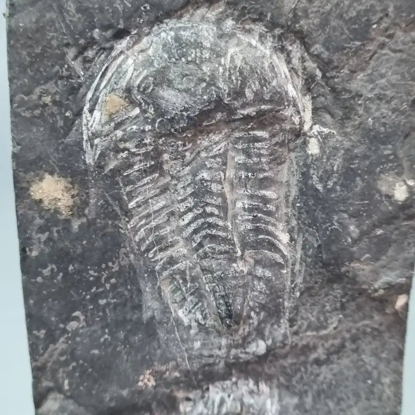 [BUNJANG] Paleozoic Trilobite Fossil with Wooden Display Stand / 고생대 삼엽충 화석 (전시용 원목 받침대 포함)
