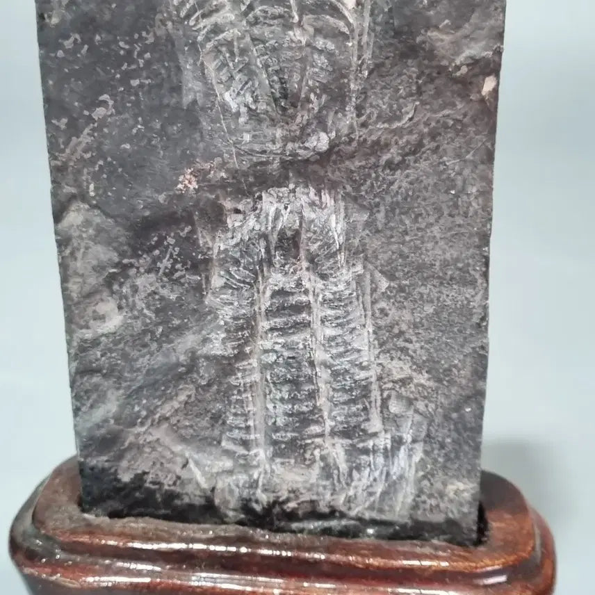 [BUNJANG] Paleozoic Trilobite Fossil with Wooden Display Stand / 고생대 삼엽충 화석 (전시용 원목 받침대 포함)