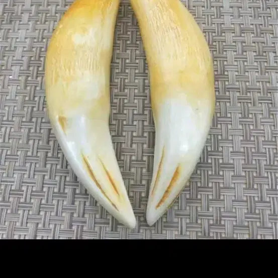 [BUNJANG] Golden Tiger Fang Charm (2 pieces) / 금 호랭이 이빨 송곳니 장식 2개