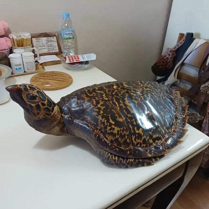 [BUNJANG] Turtle Shell Art / 거북이