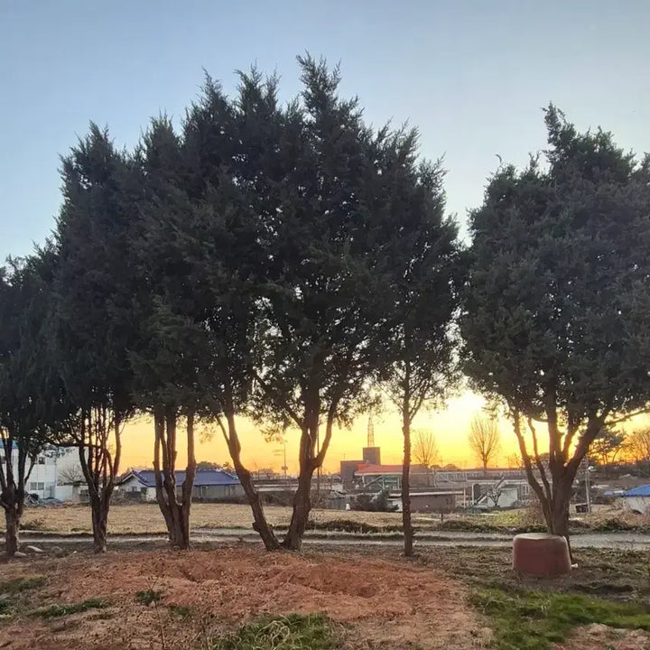 [BUNJANG] 50-Year-Old Korean Juniper 5 Trees / 50년산 조선 향나무 5주 판매(익산시) (조경목,수경목,묘목용)