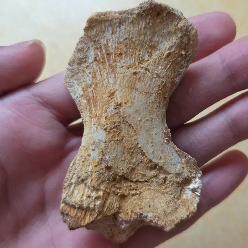 [BUNJANG] Authentic Mosasaurus Phalange Fossil / 진품 모사사우루스 지골 화석 싸게 판매합니다!