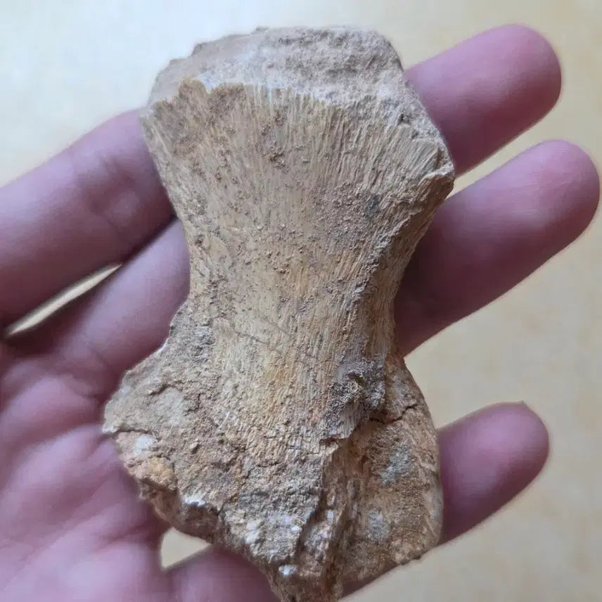 [BUNJANG] Authentic Mosasaurus Phalange Fossil / 진품 모사사우루스 지골 화석 싸게 판매합니다!