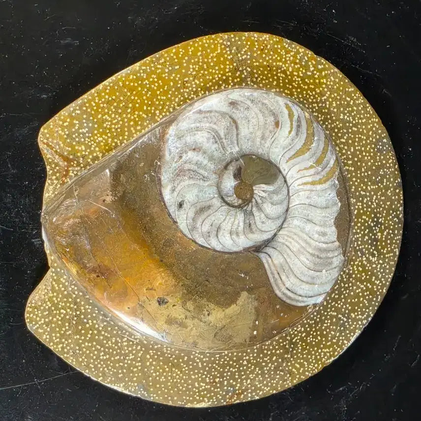 [BUNJANG] Ammonite Fossil / 암모나이트 화석