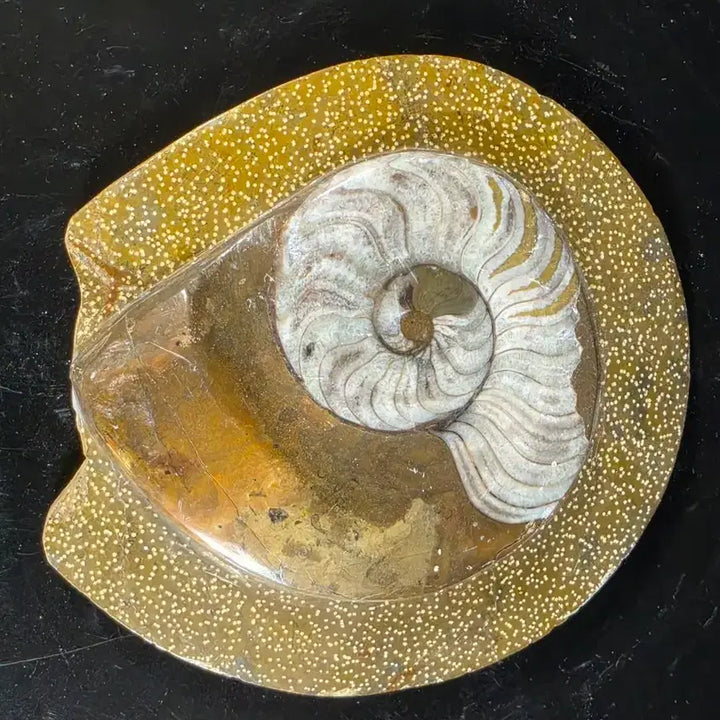 [BUNJANG] Ammonite Fossil / 암모나이트 화석