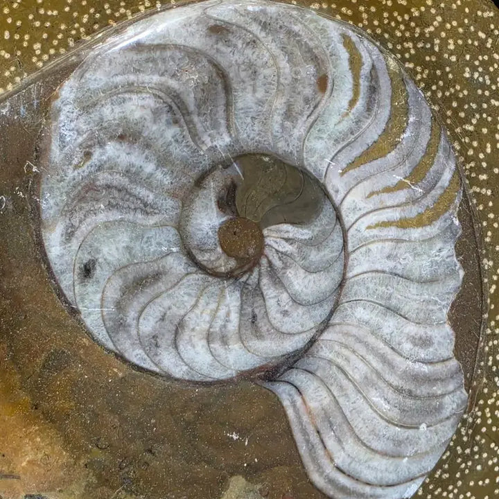 [BUNJANG] Ammonite Fossil / 암모나이트 화석
