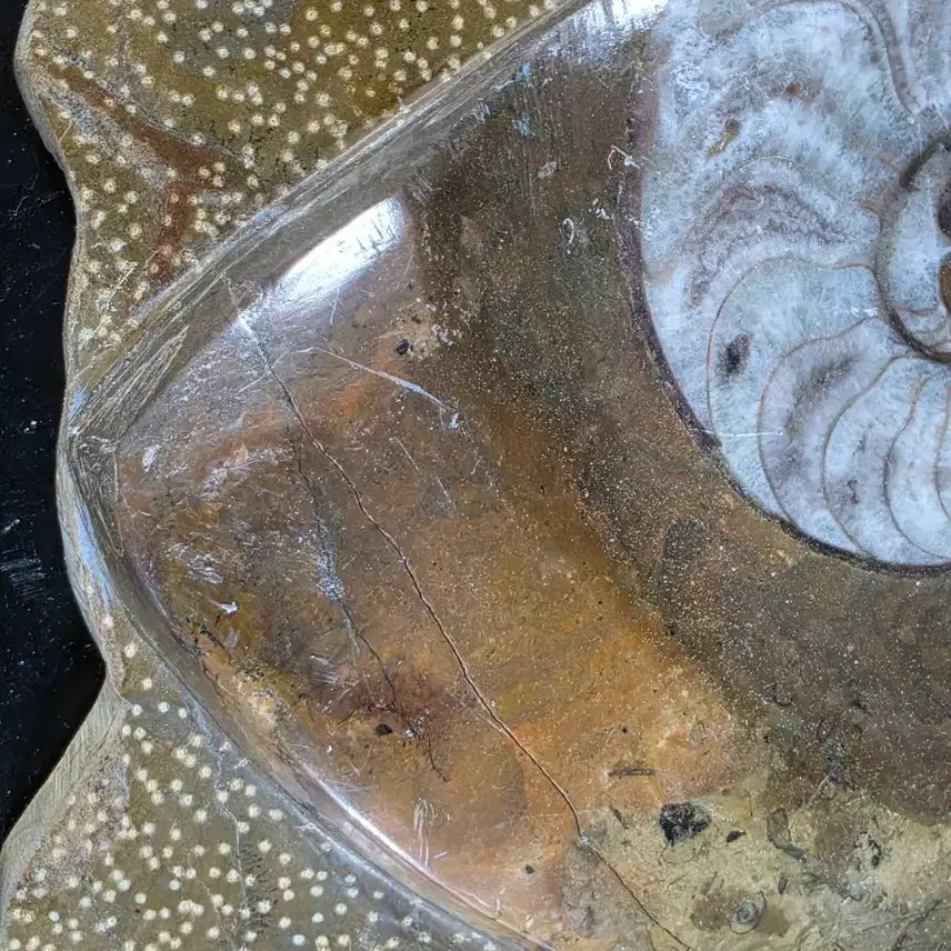 [BUNJANG] Ammonite Fossil / 암모나이트 화석