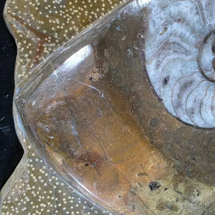 [BUNJANG] Ammonite Fossil / 암모나이트 화석