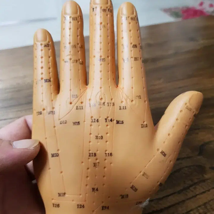 [BUNJANG] Acupoint Hand Model for Educational Use / 경혈점 손 모형