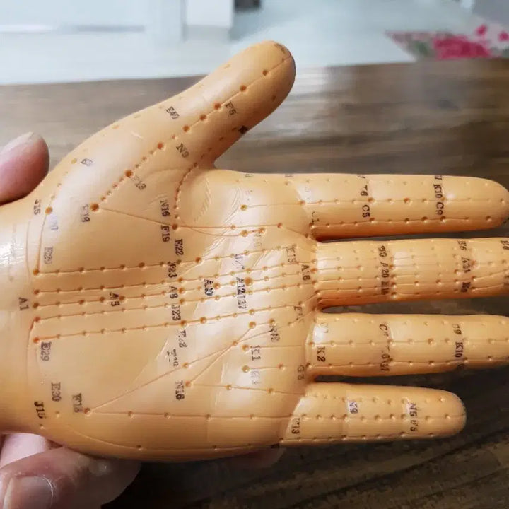 [BUNJANG] Acupoint Hand Model for Educational Use / 경혈점 손 모형