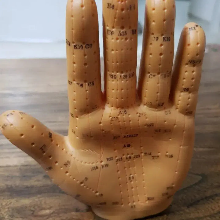 [BUNJANG] Acupoint Hand Model for Educational Use / 경혈점 손 모형