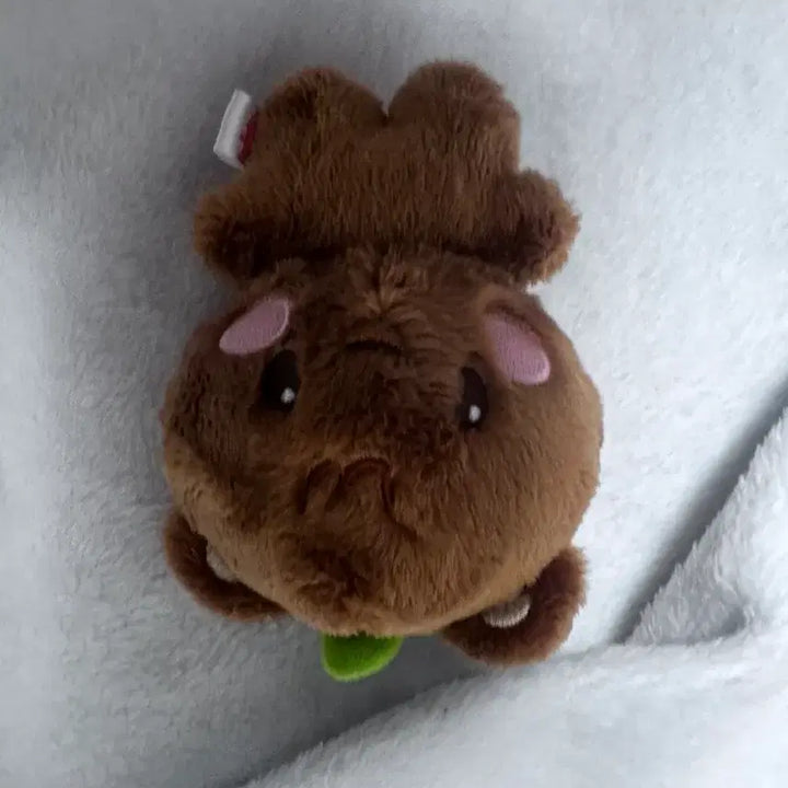 [BUNJANG] ATEEZ Jongho Tiny ATINY Bear Doll / ATEEZ ANITEEZ 타이니 쫑베어 종호