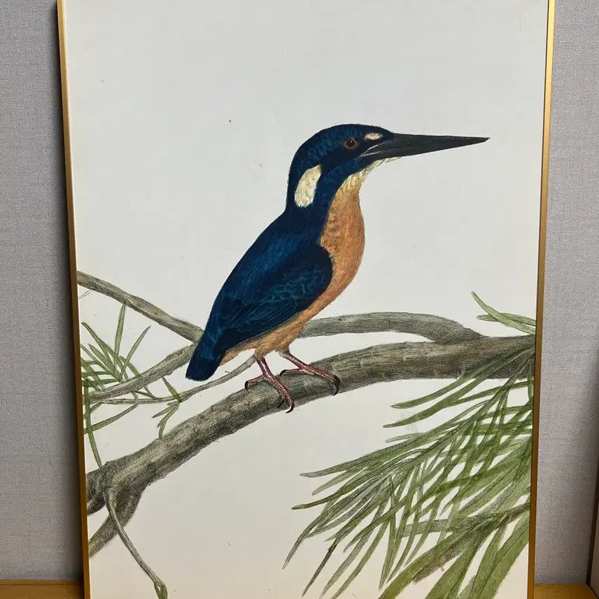 [BUNJANG] John William Lewin Kingfisher Painting (20-F, 53x73cm, Gold Frame) / 존 르윈작가의 작품 킹피셔 판매합니다.