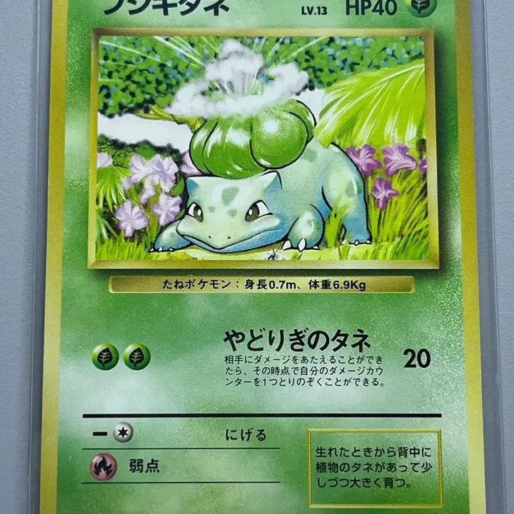 [BUNJANG] 1996 Japan 1st Edition Pokemon Bulbasaur &amp; Ivysaur Bundle / 일본 초판 1996년 포켓몬카드 이상해씨,이상해풀 일괄