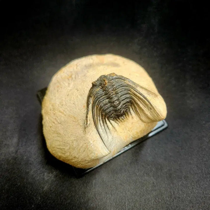 [BUNJANG] Moroccan Leonaspis Trilobite Fossil / 모로코 레오나스피스 삼엽충 화석