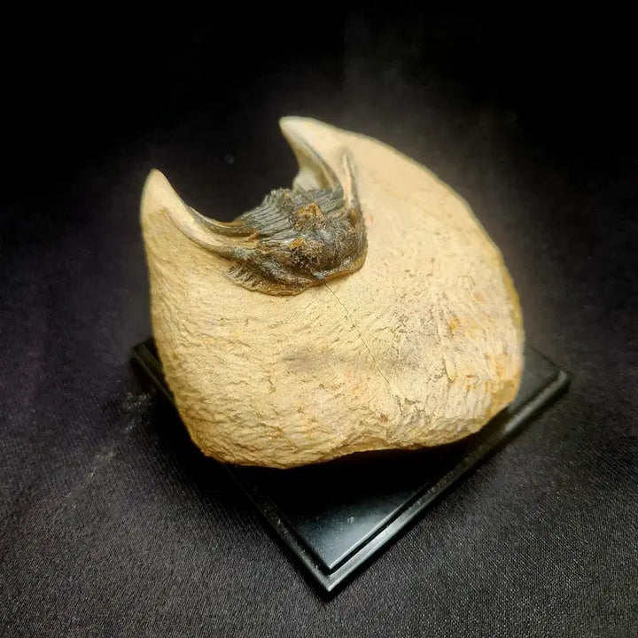 [BUNJANG] Moroccan Leonaspis Trilobite Fossil / 모로코 레오나스피스 삼엽충 화석