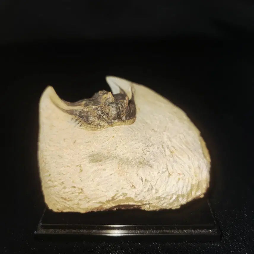 [BUNJANG] Moroccan Leonaspis Trilobite Fossil / 모로코 레오나스피스 삼엽충 화석