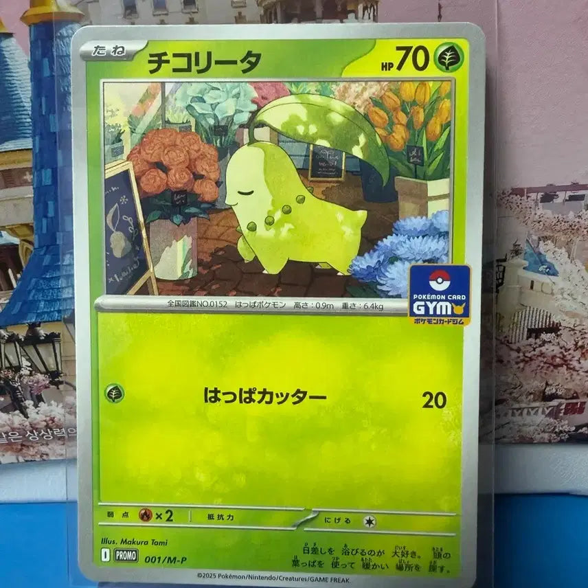 [BUNJANG] Pokemon Card Chikorita GYM Promo Japanese / 일판 포켓몬카드 치코리타 GYM 프로모 A-급