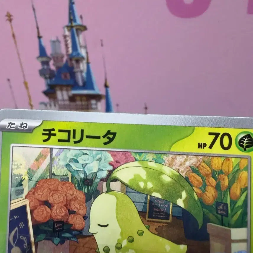 [BUNJANG] Pokemon Card Chikorita GYM Promo Japanese / 일판 포켓몬카드 치코리타 GYM 프로모 A-급